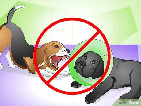 Image intitulée Cure a Dog's Stomach Ache Step 19