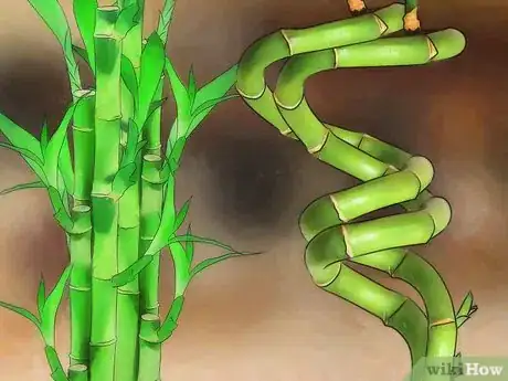 Image intitulée Take Care of Lucky Bamboo Step 9