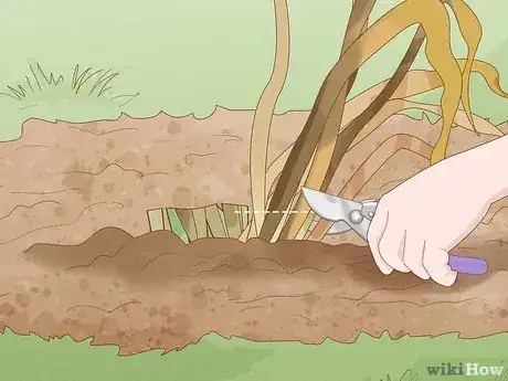 Image intitulée Cure Daffodil Bulbs for Replanting Step 2