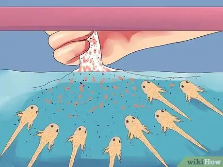 Image intitulée Breed Gouramis Step 17