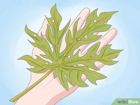 Image intitulée Grow Papaya Step 17