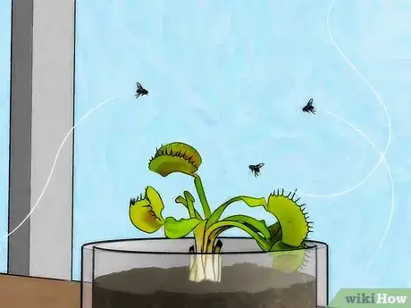 Image intitulée Grow a Venus Flytrap Step 9
