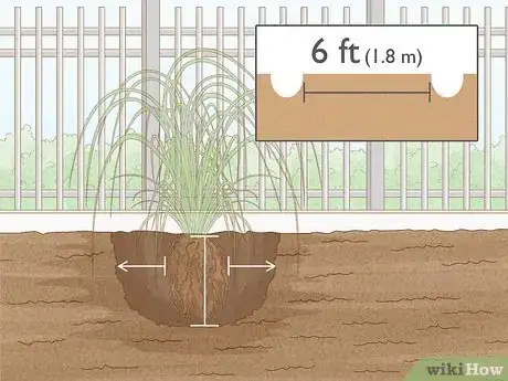 Image intitulée Grow Pampas Grass Step 6