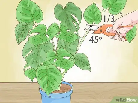 Image intitulée Prune Houseplants Step 6