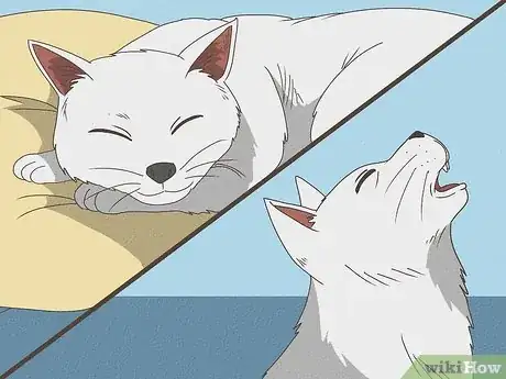 Image intitulée Know Your Cat's Age Step 9