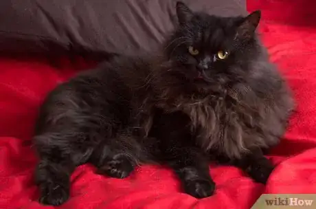 Image intitulée Give Your Cat a Massage Step 2