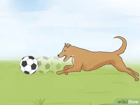 Image intitulée Treat Heart Failure in Dogs Step 1