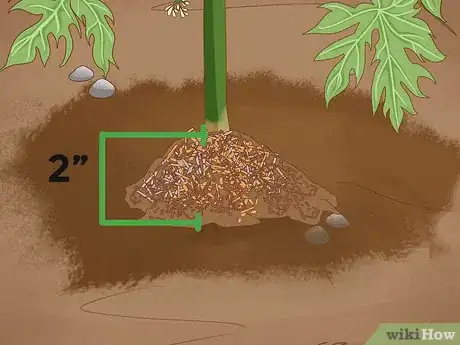 Image intitulée Grow Papaya Step 16