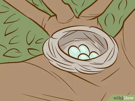 Image intitulée Help a Baby Bird That Has Fallen Out of a Nest Step 2