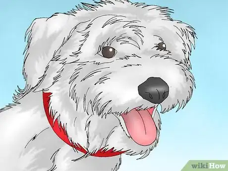 Image intitulée Care for a Dog with a Torn ACL Step 12