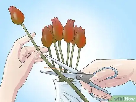Image intitulée Grow Tulips Step 13