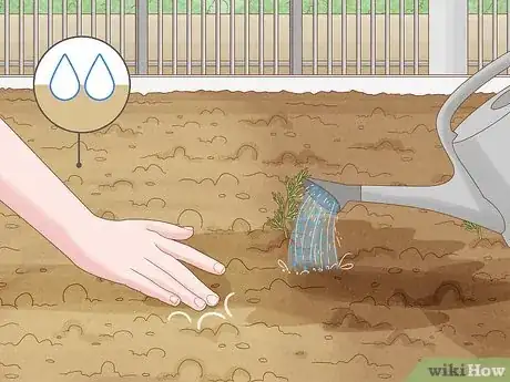 Image intitulée Grow Dill Step 6