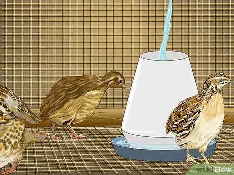 Image intitulée Raise Quail Step 18