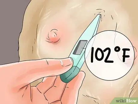 Image intitulée Recognize Poisoning in Dogs Step 3