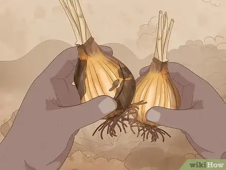 Image intitulée Cure Daffodil Bulbs for Replanting Step 5