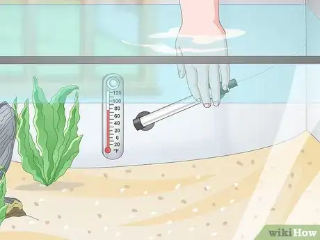 Image intitulée Set up a Tropical Freshwater Aquarium Step 11