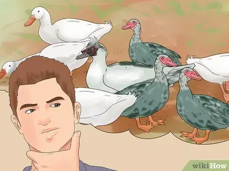 Image intitulée Breed Ducks Step 21