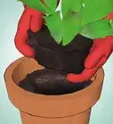 entretenir un cactus de Noël