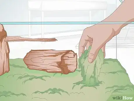 Image intitulée Care for Salamanders Step 6