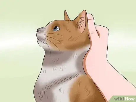 Image intitulée Carry a Cat Step 18