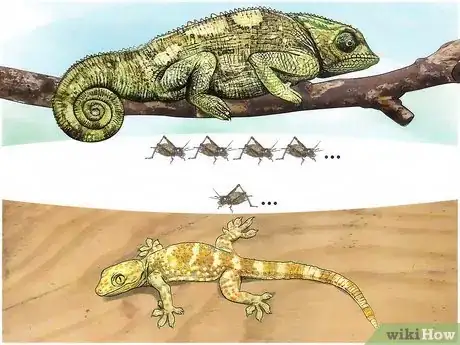 Image intitulée Feed Crickets to Reptiles Step 5