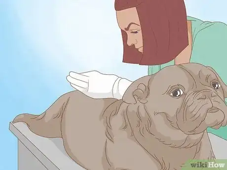 Image intitulée Get Rid of a Botfly in a Dog Step 4