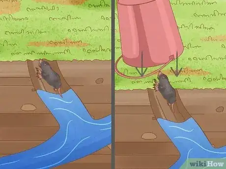 Image intitulée Catch Moles Step 14