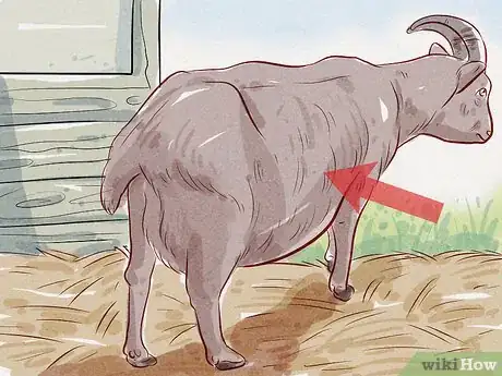 Image intitulée Care for a Goat Step 20