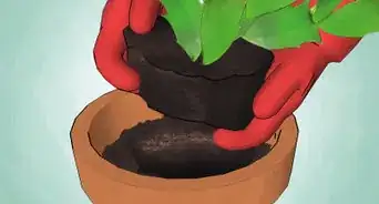 entretenir un cactus de Noël