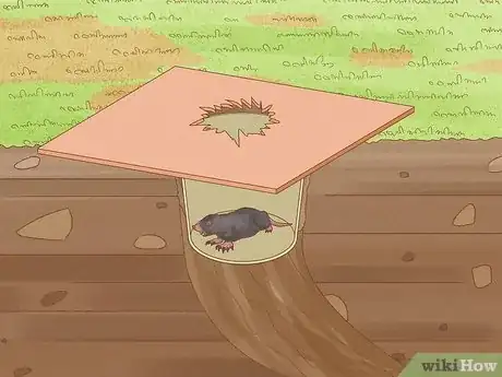 Image intitulée Catch Moles Step 19