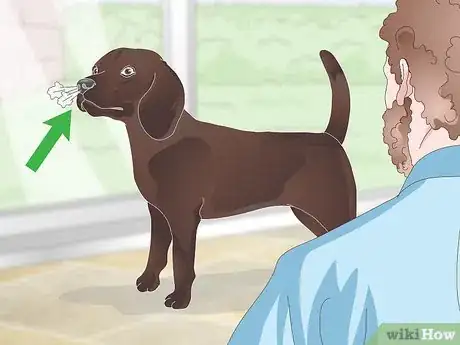 Image intitulée Stop Reverse Sneezing in Dogs Step 6