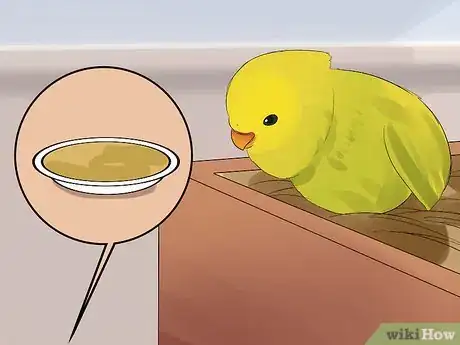 Image intitulée Care for Your Baby Budgie Step 6