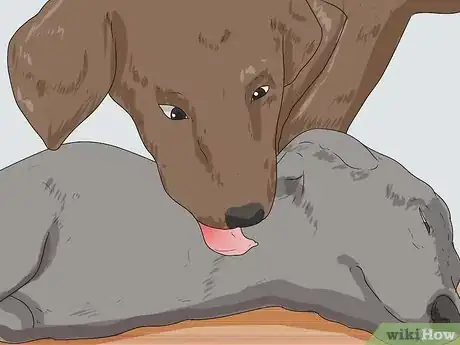 Image intitulée Tell if a Dog Is a Girl or Boy Step 11