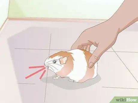 Image intitulée Diagnose Lumps in Guinea Pigs Step 7