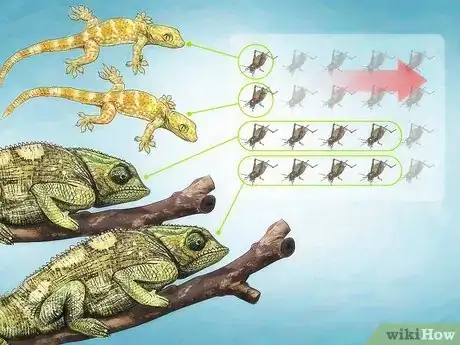 Image intitulée Feed Crickets to Reptiles Step 6