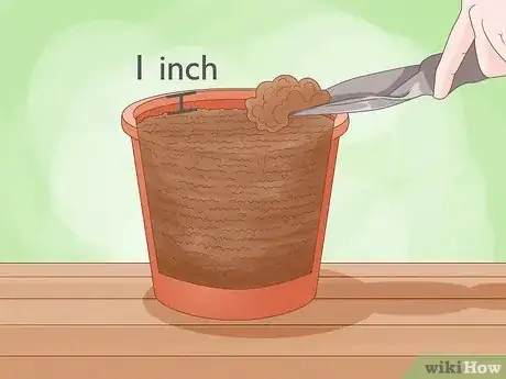 Image intitulée Plant a Lemon Seed Step 3