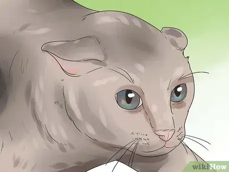 Image intitulée Help Your Cat Breathe Easier Step 7