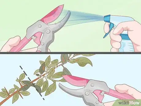 Image intitulée Prune Leggy Pyracantha Step 4