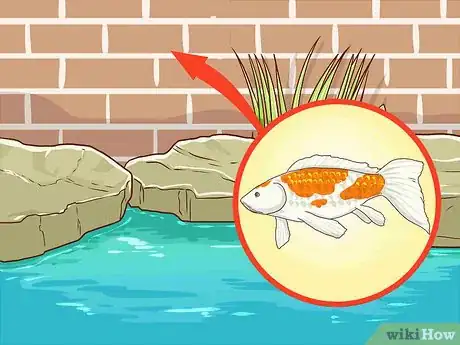 Image intitulée Clean a Koi Pond Step 9