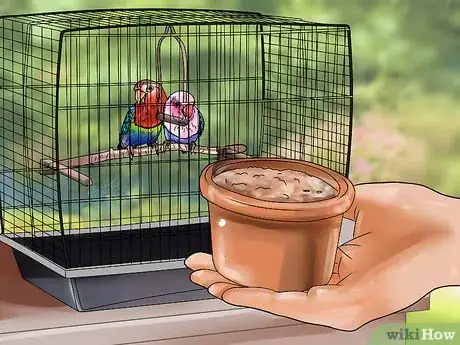 Image intitulée Care for a Lovebird Step 7