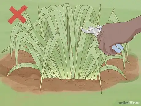 Image intitulée Keep Narcissus Bulbs After Flowering Step 1