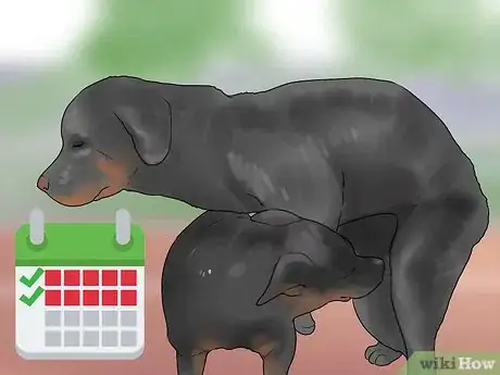Image intitulée Encourage Dogs to Mate Naturally Step 7