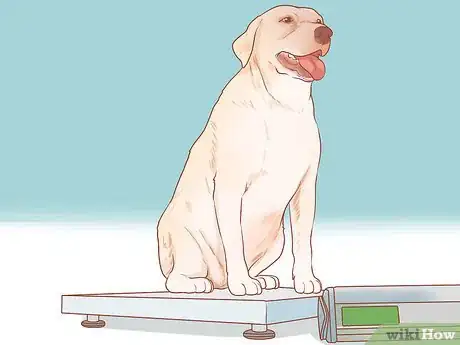 Image intitulée Encourage Dogs to Mate Naturally Step 1