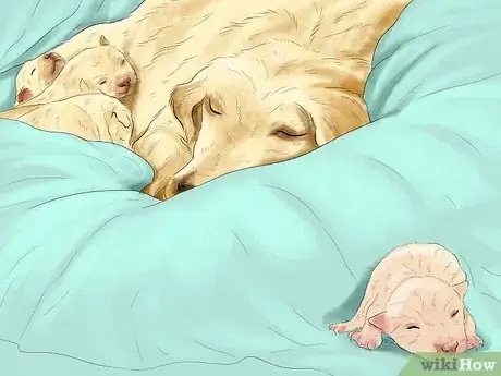 Image intitulée Spot Health Problems in Newborn Puppies Step 5