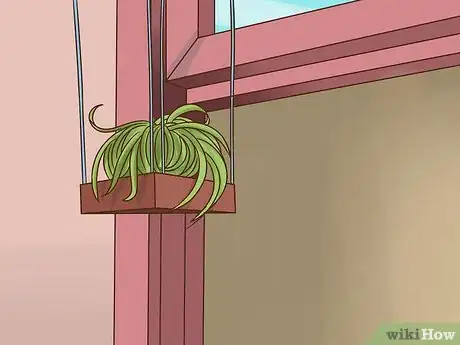 Image intitulée Care for Air Plants Step 5