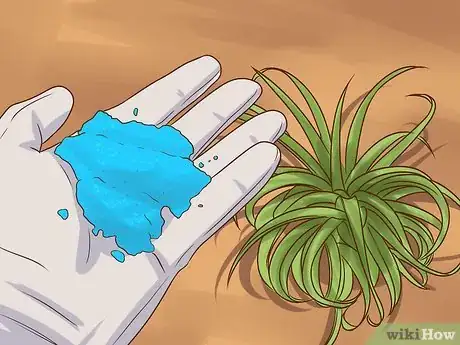 Image intitulée Care for Air Plants Step 7