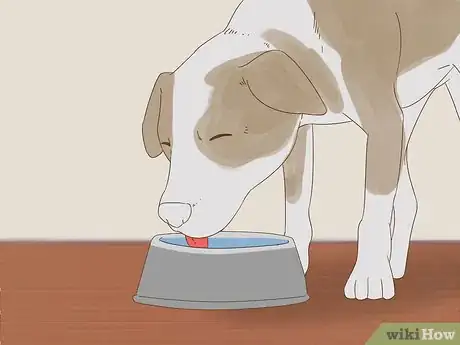 Image intitulée Detect Diabetes in Dogs Step 4