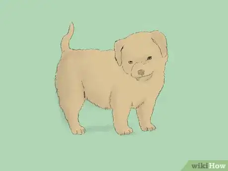 Image intitulée Care for an 8 Week Old Puppy Step 1