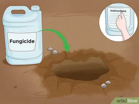 Image intitulée Grow Papaya Step 11