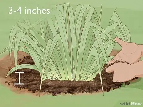 Image intitulée Keep Narcissus Bulbs After Flowering Step 4